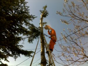 Curatare teren, Toaletare copaci Bucuresti
