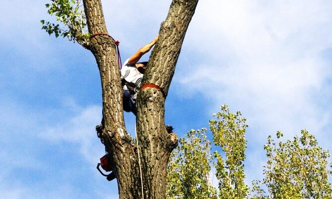 Curatare teren, Toaletare copaci Bucuresti