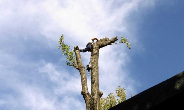 Curatare teren, Toaletare copaci Bucuresti